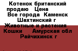 Котенок британский продаю › Цена ­ 3 000 - Все города, Каменск-Шахтинский г. Животные и растения » Кошки   . Амурская обл.,Райчихинск г.